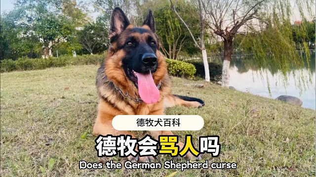 德牧会骂人吗？它还会甩脸子呢！