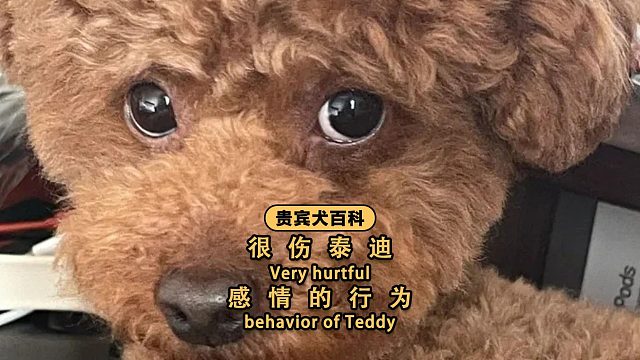 别让泰迪心碎！这4件事最伤它心