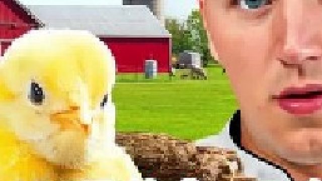 挑战100天时间养成一只鸡，让它尽享人间荣华富贵