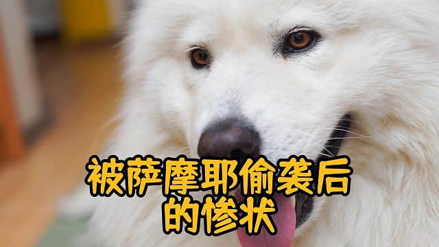 微笑天使突然“黑化”，小心被萨摩耶偷袭！