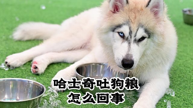 狗狗吐了一堆没有消化的狗粮，是怎么回事