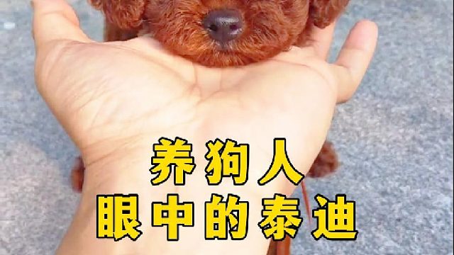 养狗人眼中的泰迪，是怎么样的？