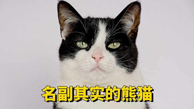 猫：我命由我不由天！我要当国宝！