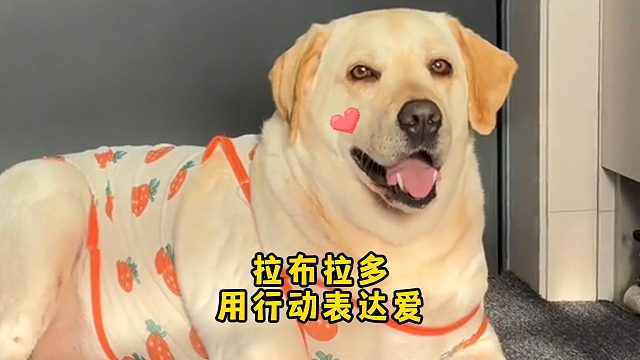 小狗不会说话，但是会用行动表达爱！