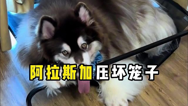 对自己体重没有认知的阿拉斯加！