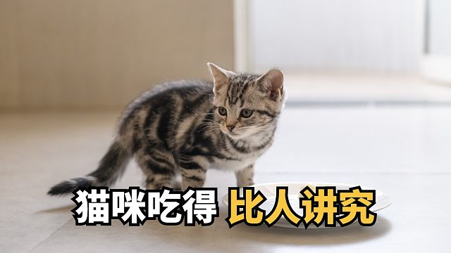 猫咪吃得比人还好，是种什么体验呢？