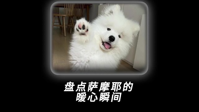 盘点萨摩耶的感人时刻，看完鼻子发酸了