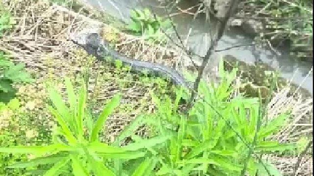 如果是你怎么办 ？