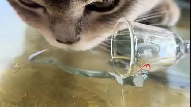 猫：下回不喝了这玩意喝多了屁股疼