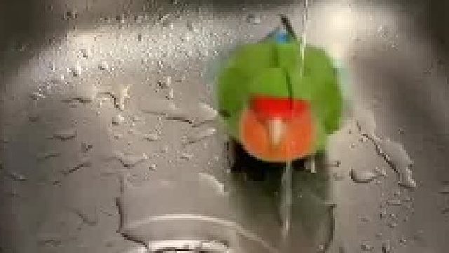 鹦鹉是会自己洗澡的…不要强迫它洗澡