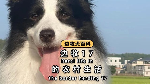 边牧17的农村生活，真的自由又自在！