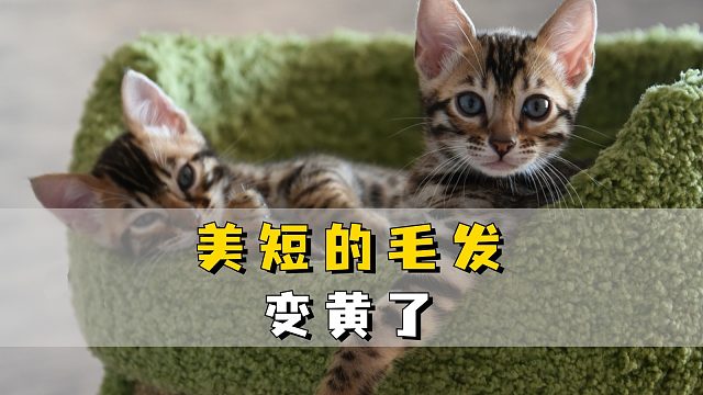 美短猫身上的毛发黄，是怎么回事！