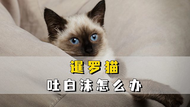 暹罗猫突现吐白沫，这几步急救很关键！