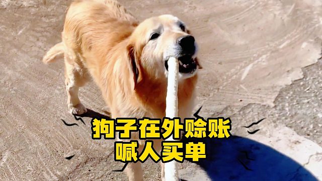 多让人省心的狗狗，饿不着自己！