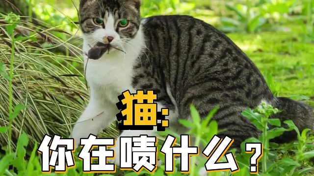 喵喵侠立大功！还不快谢谢猫师傅