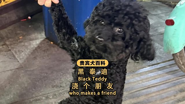 棕泰迪：不是吧，我拿心交你，你拿尿浇我？