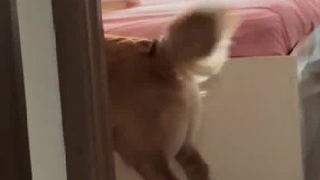 新款电风扇 无需插电 稳定续航 这个夏天有救了