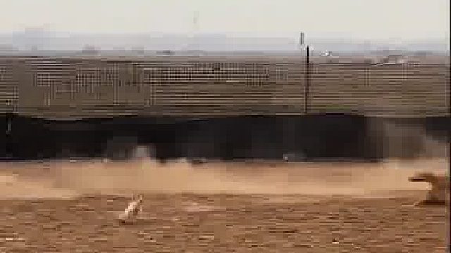 免子急了也跳墙