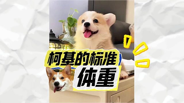 别再盲目养柯基了，先搞懂标准体重这件事