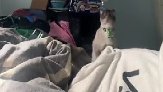 猫：你听说过战争践踏吗