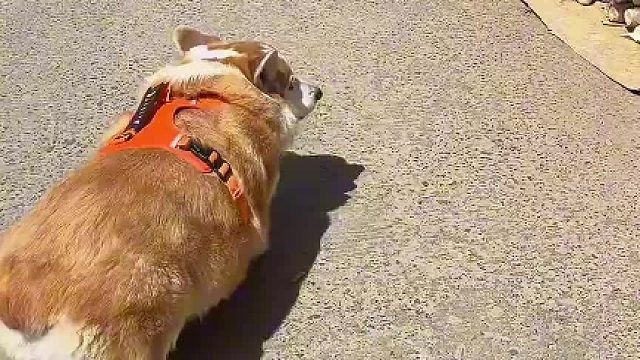 狗：有说我带窝子了！！