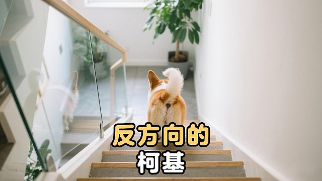 办法总比困难多，柯基倒着走成功上坡