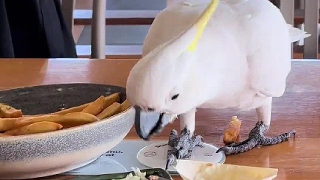 “人生的意义是什么？去码头整点薯条吃吃吧”