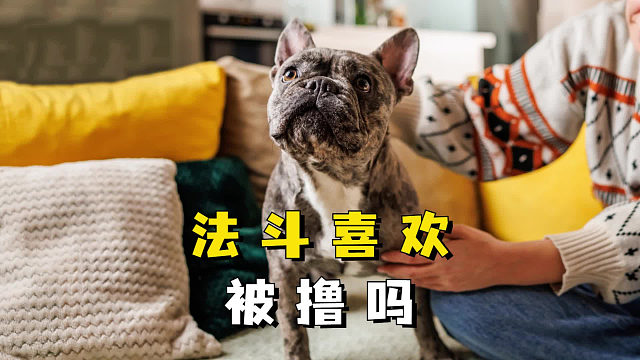 法斗喜欢被撸吗？主人：有时候会主动邀请！