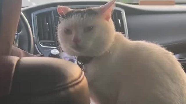 奶牛看粑粑麻麻的眼神是不一样的