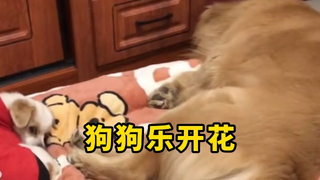 狗狗干了什么事，居然乐开了花