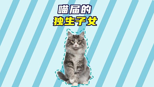 猫界的独生子女，同样是掌上明珠啊！