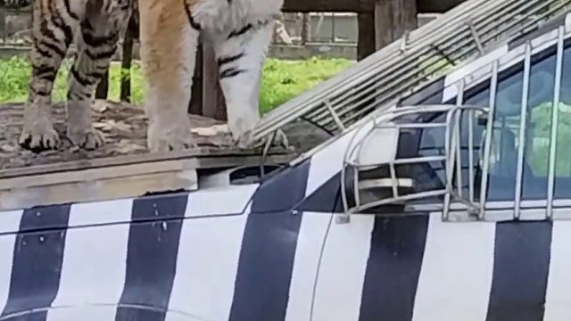 班车到站了，快上车