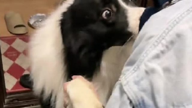 “好大儿”的恐高是治不好了