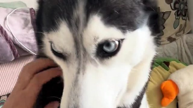 屁股一挨沙发就开始工作，累死累活的它还看不起我