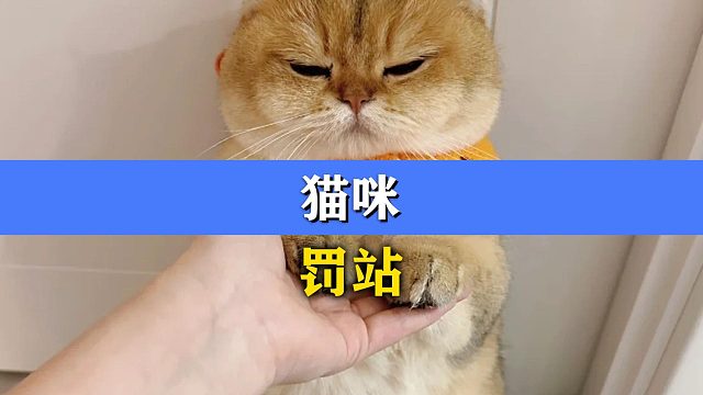 猫咪被罚站，多少有点不服气