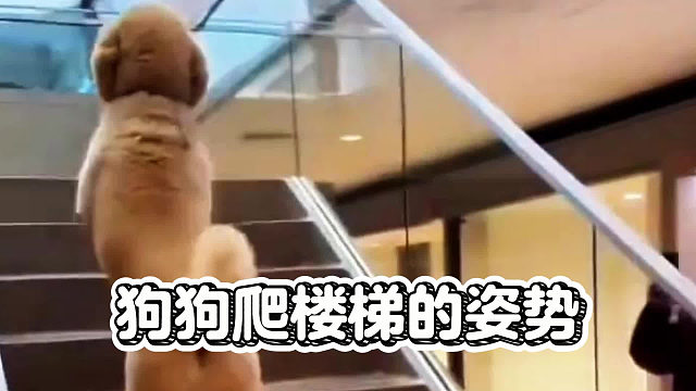 狗狗那些奇怪的爬楼梯姿势，也太搞笑了吧