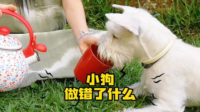 小狗做错了什么？！