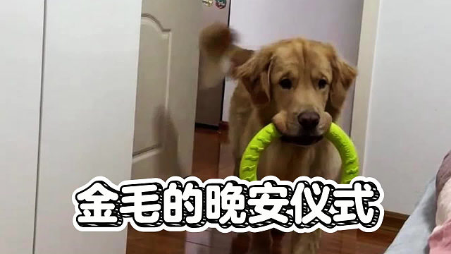 金毛笨拙的晚安仪式里，藏着100%的爱！