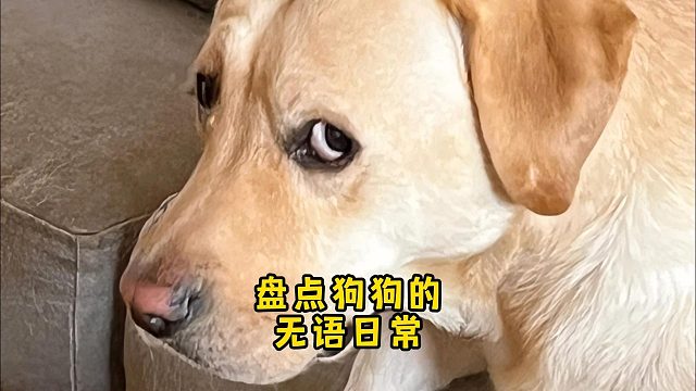 狗狗：我这辈子没这么无语过...