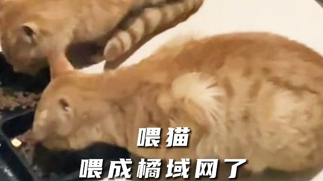 因为橘猫要维持分身术，所以才要吃很多吧