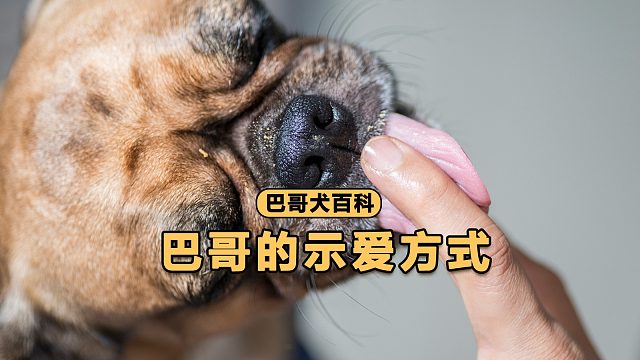 巴哥用什么方式表达爱意？现在就告诉你！
