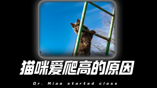 猫咪为啥总爱爬高处？现在知道还不晚