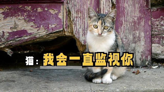 现在在外面留情，都不背着猫了吗