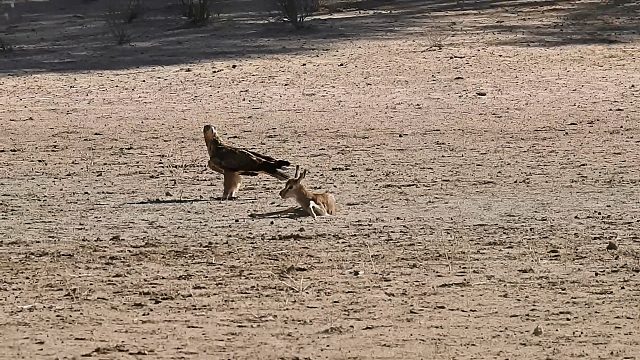 畸形小鹿惨遭抛弃，最终葬身鹰爪之下！