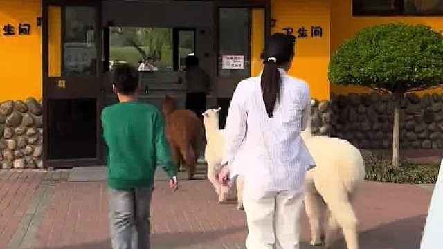 春日游园记 羊驼：排排队跟着饲养员爸爸一起上厕所～
