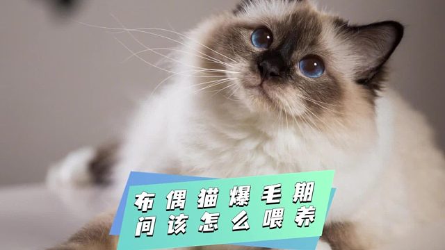 布偶猫爆毛期这样喂养，毛量翻倍