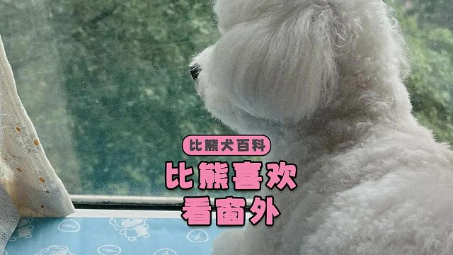 比熊为什么喜欢看窗外呢？它在想什么呢