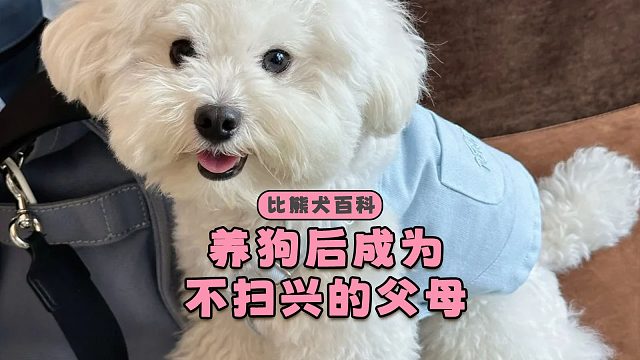 养比熊之后，学会了做不扫兴的父母