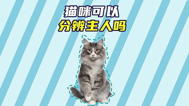 猫咪能分辨主人吗？答案是肯定的！