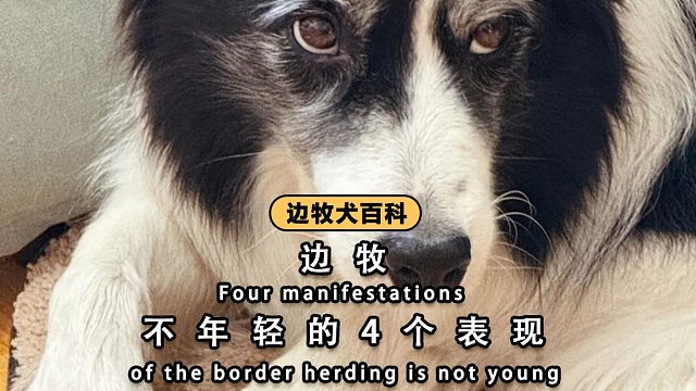 边牧出现这4个症状，说明不年轻了！